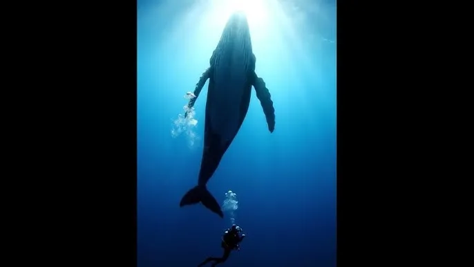 黑料不打烊最新地址入口 - 深蓝星球：探索海洋深处的未知世界